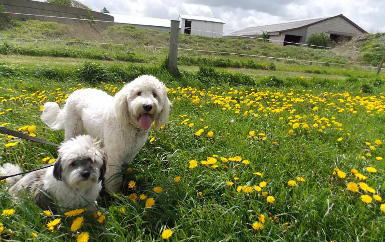 Hvilken en Enrich Smitsom Andersen's Hunde- og kattepension | Velkommen